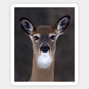 White-tailed deer Sticker